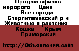 Продам сфинкс недорого  › Цена ­ 1 000 - Все города, Стерлитамакский р-н Животные и растения » Кошки   . Крым,Приморский